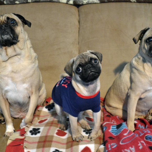 Meet your Posher, Melinda - Picture 4 of 4